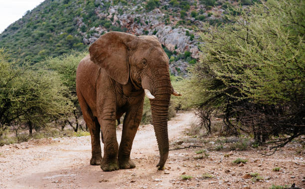 Elephant Bull at Mount Etjo, Namibia stock photo