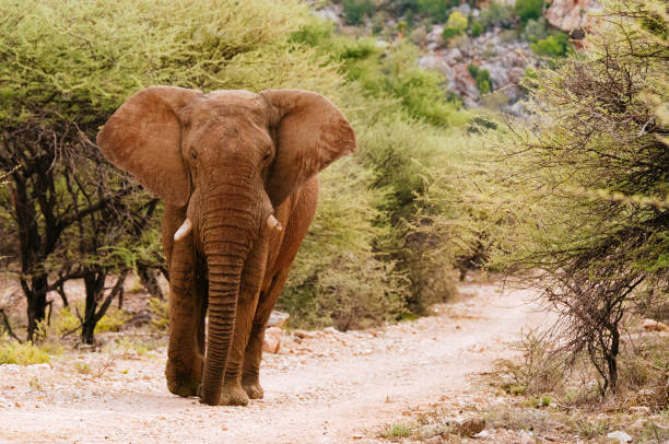 Elephant bull at Mount Etjo stock photo