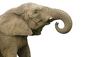 istock elephant call 157402604
