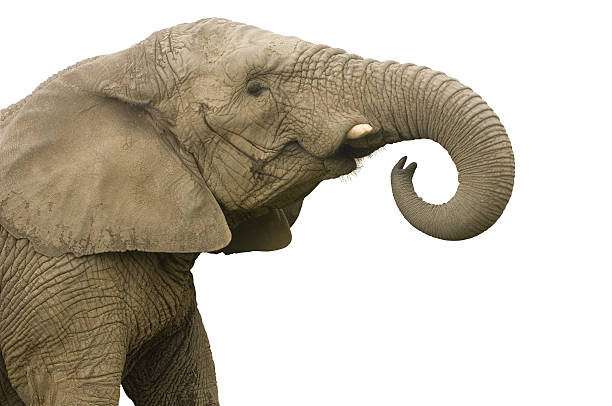 elephant call  elephant trunk stock pictures, royalty-free photos & images