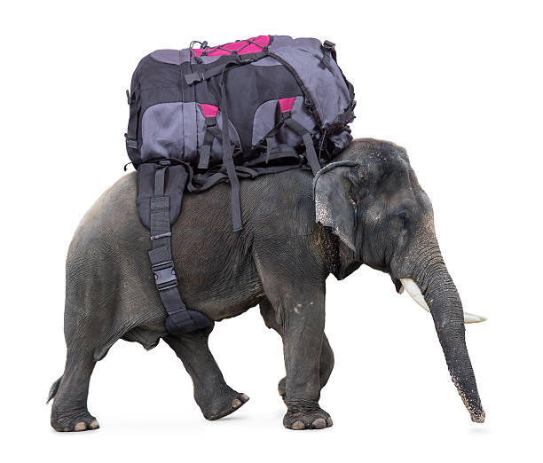 elephant carries a large backpack stock photo