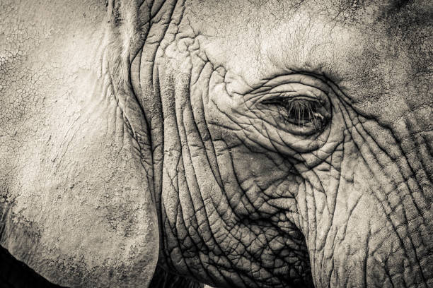 Elephant close-up with sad expression. The head of an elephant close-up. Vintage, grunge old retro style photo. stock photo