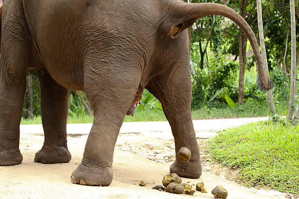 Best Elephant Poop Stock Photos Pictures Royalty Free Best Elephant Poop Stock Photos Pictures Royalty Free