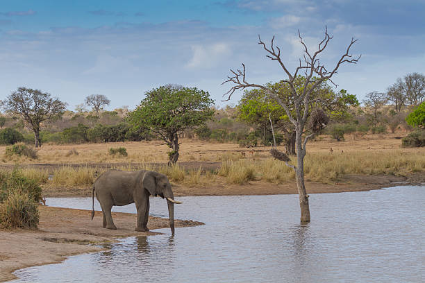 Elephant Drinking Water at Waterhole stock photo