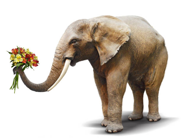 Elephant handing a bouquet of blooming flowers. Concept for greeting card, poster, cover, and more. stock photo