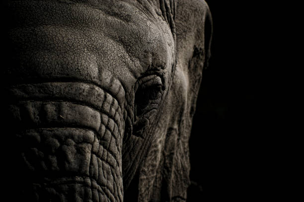 Elephant Head in Black and White stock photo
