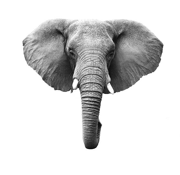 Elephant Head Isolated Black and White African Elephant Head Isolated on a White Background elephant trunk stock pictures, royalty-free photos & images