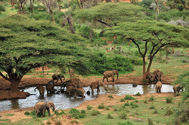 Elephant herd at waterhole and acacia trees stock photo