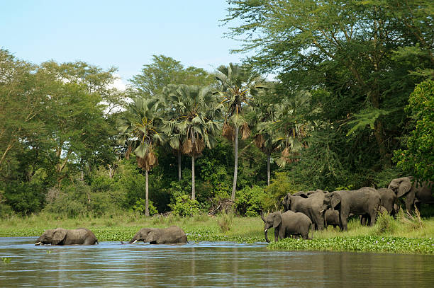 Elephant herd crossing river stock photo
