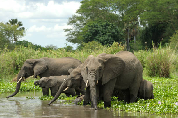 Elephant herd drinking at river stock photo