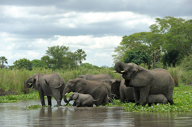 Elephant herd drinking at river stock photo