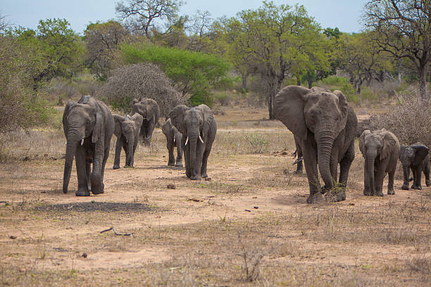 Elephant herd emerging from the bush stock photo