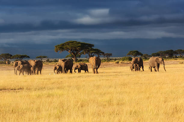 Elephant herd with a lot of young ones stock photo