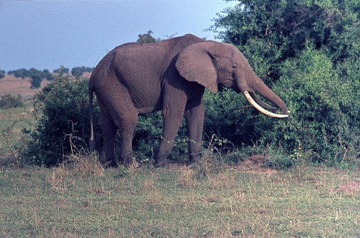 Uganda, 1971. Elephant in Murchison Falls National Park.