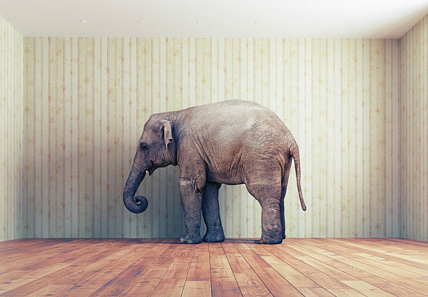 Elephant in the room stock photo