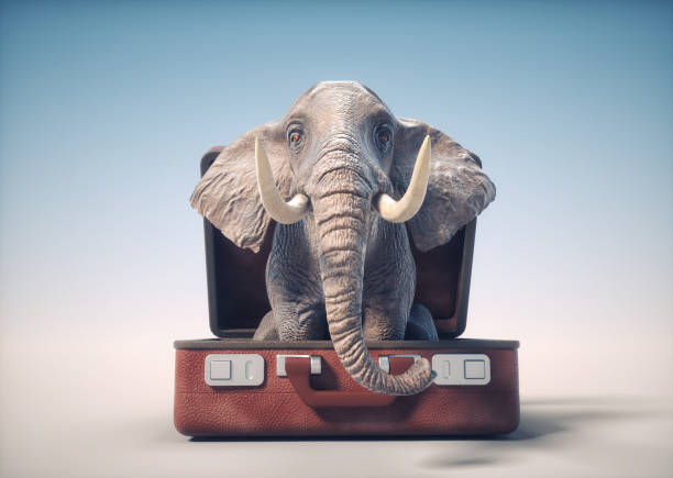 Elephant inside a opened baggage. stock photo