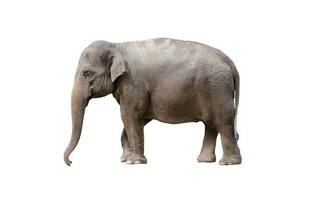 elephant isolated on white  elephant trunk stock pictures, royalty-free photos & images