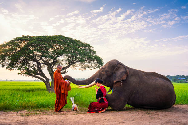 象は僧侶のボウルを実り得た。若い女性と象がメリットを生み出しています。タイの人々と象は共同で僧侶にアルムを与えます。森の象と僧侶。 - 寺院 写真 ストックフォトと画像