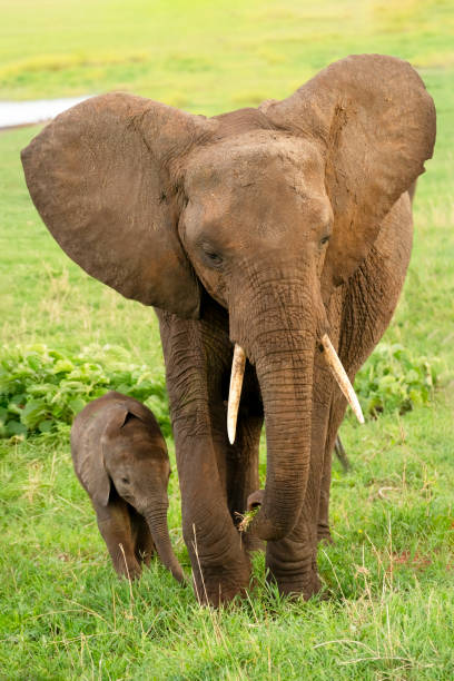 Elephant Mother and Calf Grazing after taking a mud bath stock photo