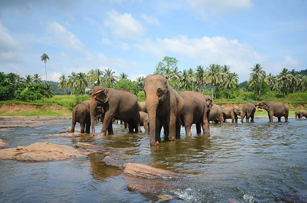 Elephant park in Pinnawala, Sri Lanka stock photo