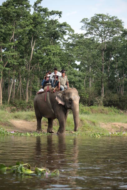 Elephant Ride Safari Tour at Chitwan National Park in Nepal Chitwan, May 2018: Tourists on a elephant ride safari tour in Chitwan national park. Nature guides organize jungle safari tours and tourists can ride on the elephants with them and observe wild animals. chitwan stock pictures, royalty-free photos & images