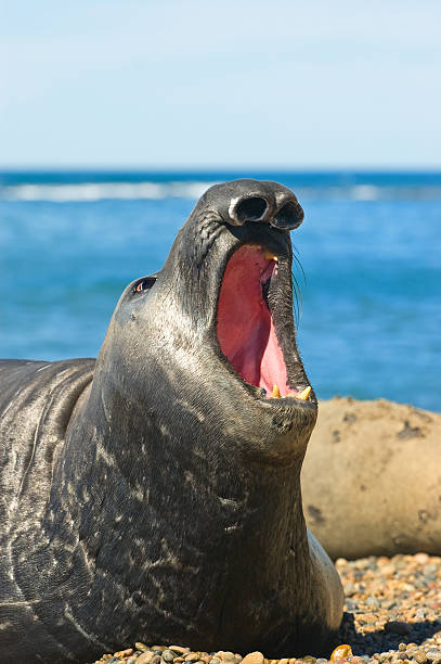 Elephant seal in Patagonia. stock photo