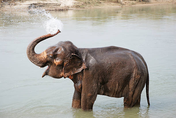 Elephant splashing with water Elephant splashing with water while taking a bath in Chitwan National park, Nepal chitwan stock pictures, royalty-free photos & images