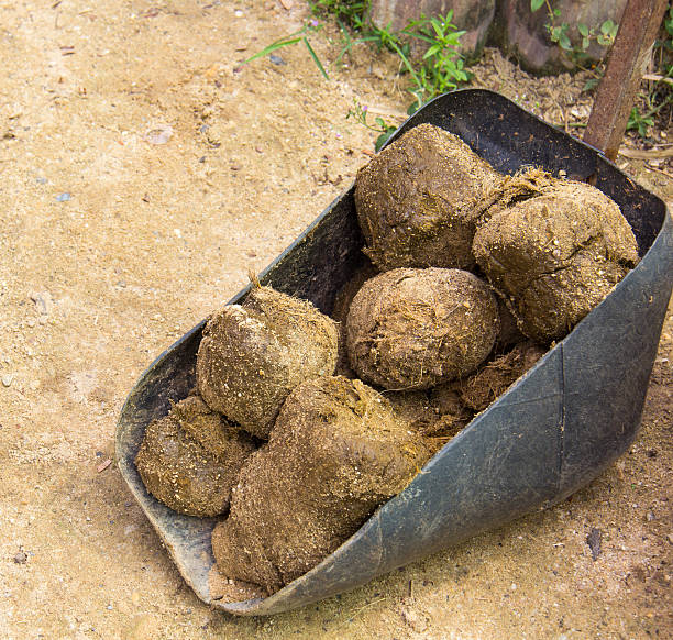 Best Elephant Poop Stock Photos Pictures Royalty Free Best Elephant Poop Stock Photos Pictures Royalty Free