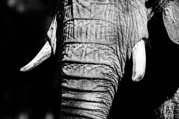 Elephant trunk stock photo