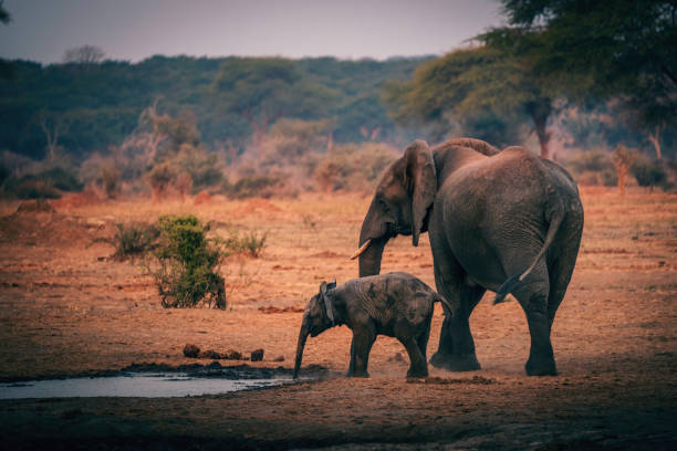 Elephant with baby leaves waterhole, Senyati Safari Camp, Botswana stock photo