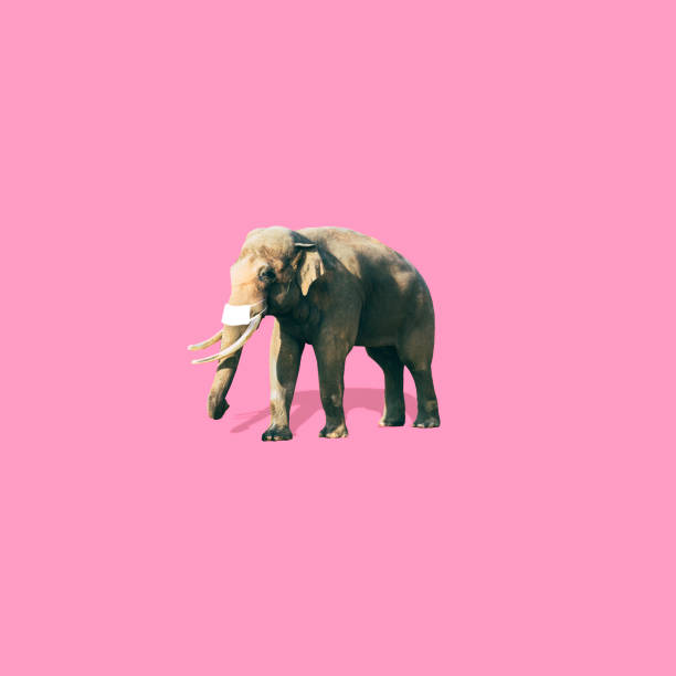 Elephant with medical mask is on soft pink background. Coronavirus concept. Art collage in minimalist style. stock photo