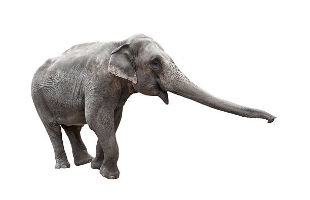 Elephant with stretched trunk isolated on white  elephant trunk stock pictures, royalty-free photos & images