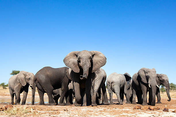 Elephants at a waterhole Elephants at a waterhole herd stock pictures, royalty-free photos & images