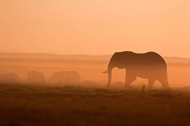 Elephants at dawn stock photo
