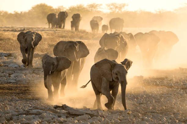Elephants at Okaukuejo Water hole at sunset with yellow dust stock photo
