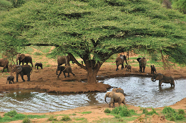 Elephants at waterhole stock photo