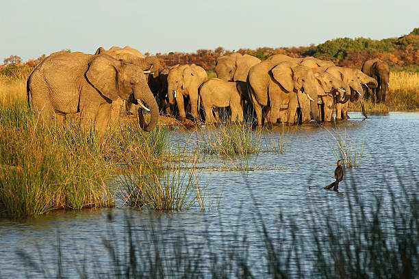 Elephants at Waterhole stock photo