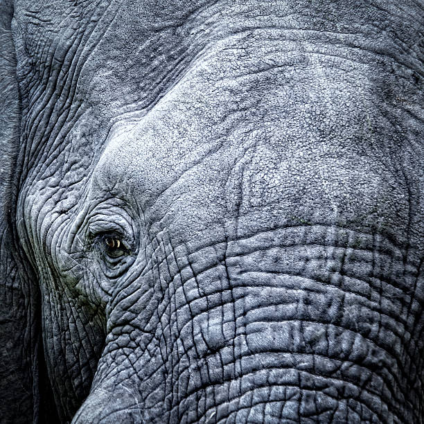 Elephant's eye close-up stock photo