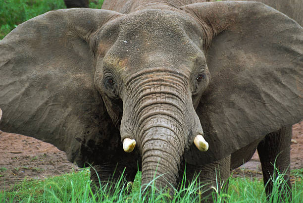 Elephant Head Stock Photos Pictures Royalty Free Images Elephant Head Stock Photos Pictures Royalty Free Images