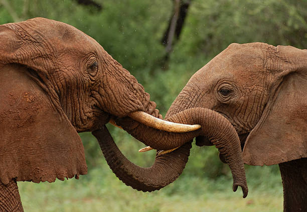 Kenya's Red Elephants