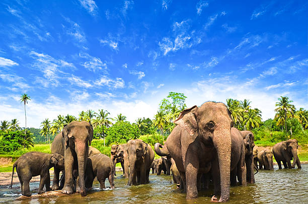 Elephants in the beautiful landscape Elephants in the beautiful landscape sri lanka stock pictures, royalty-free photos & images