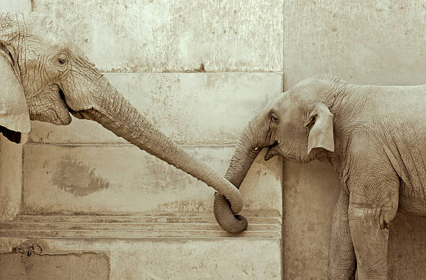 Elephants' Love elephant and his calf, touching each other elephant trunk stock pictures, royalty-free photos & images