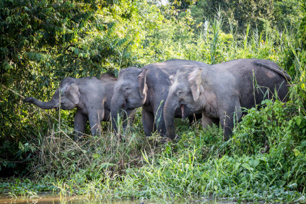 Pygmy elephants eating on the banks of the Kinabatagan River on the island of Borneo, Malaysia