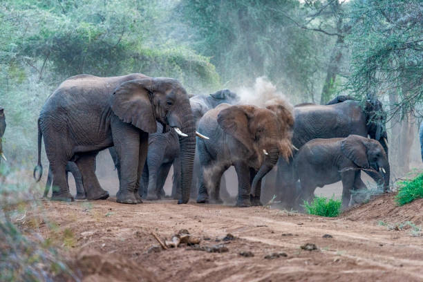 Elephants stopped in the middle of the dirt road, enjoying a dust bath in Rimoi National Reserve, Kenya. stock photo