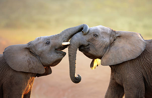 Elephants touching each other gently (greeting) Elephants touching each other gently (greeting) - Addo Elephant National Park elephant trunk stock pictures, royalty-free photos & images