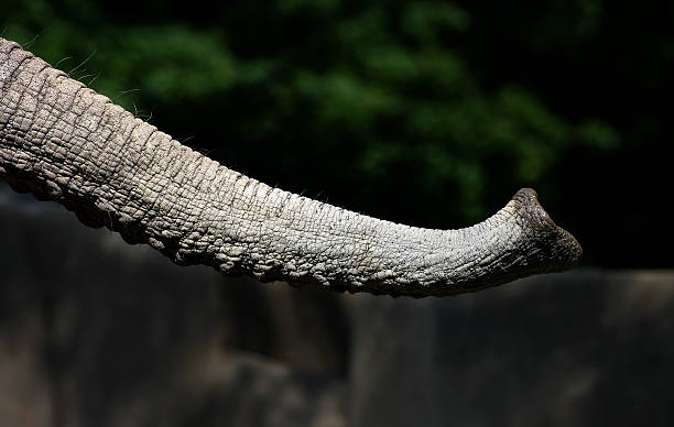 Elephants Trunk  elephant trunk stock pictures, royalty-free photos & images