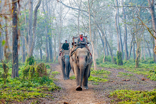 Elephants walking in forest, Chitwan, Nepal "Chitwan, Nepal - January 13, 2013: Men and their elephants walking in the forest of Chitwan National Park in a misty morning." chitwan stock pictures, royalty-free photos & images