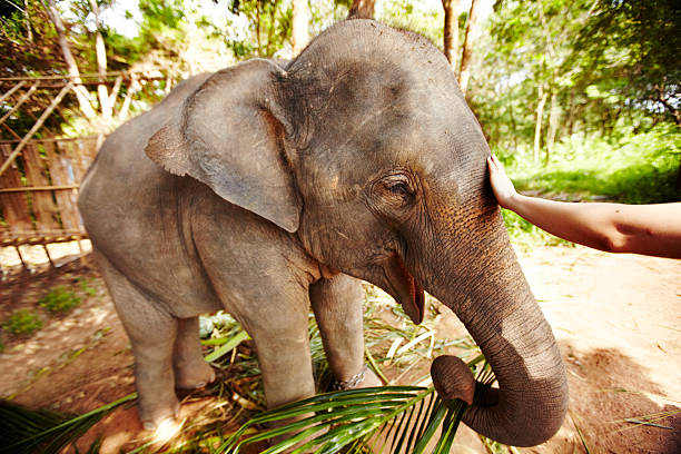 Elephas maxims indices An eco-tourist reaching out to caress an Asian elephant calf - Thailand animals in captivity stock pictures, royalty-free photos & images