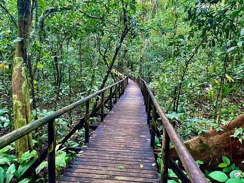 Elevated Walkway Rainforest Trail - Manuel Antonio National Park, Costa Rica