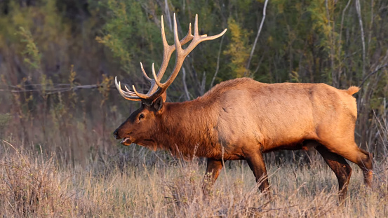 elk (Cervus canadensis), also known as the wapiti, is one of the largest species within the deer family, Cervidae, and one of the largest terrestrial mammals in North America